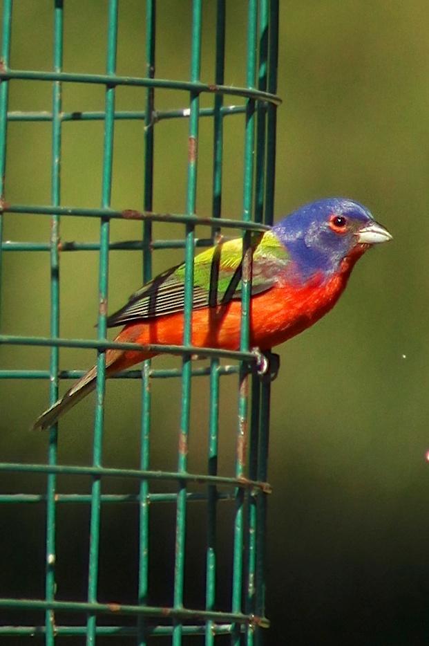 Painted Bunting In The Lowcountry